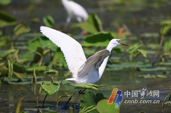 Egretele locuiesc lacul Dongqian